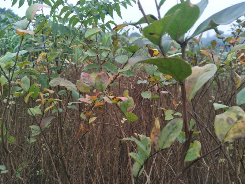 大量出售各种规格优质紫薇苗百日红苗