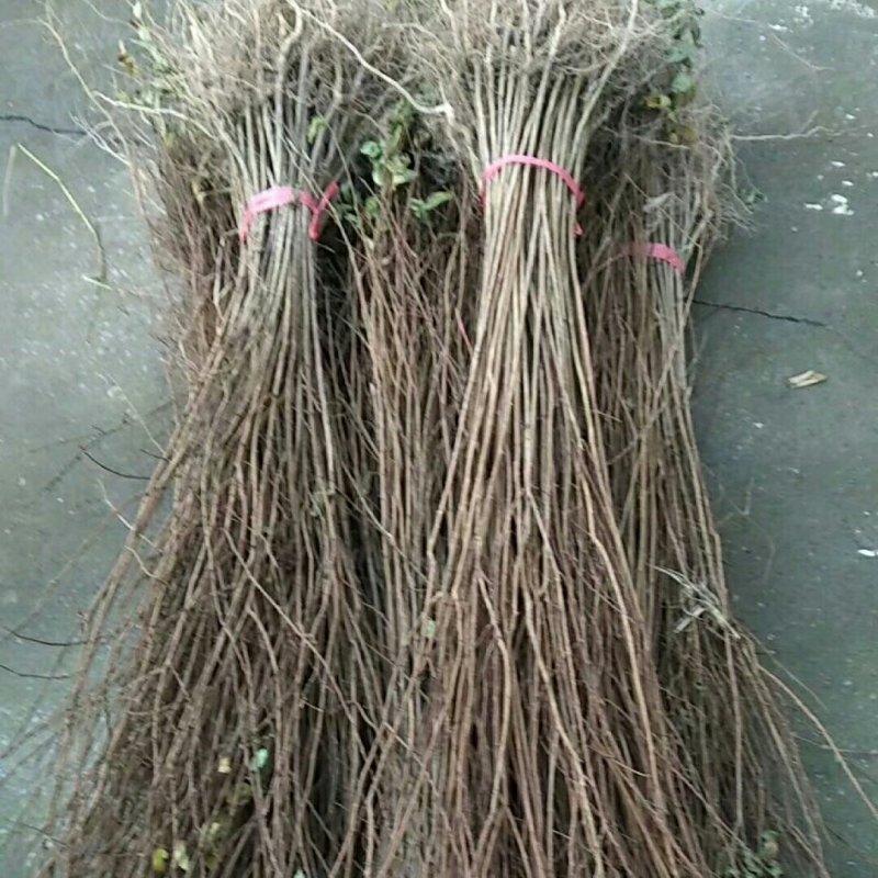 大量出售各种规格优质紫薇苗百日红苗
