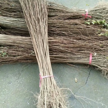 大量出售各种规格优质紫薇苗百日红苗