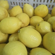 安岳尤力克柠檬