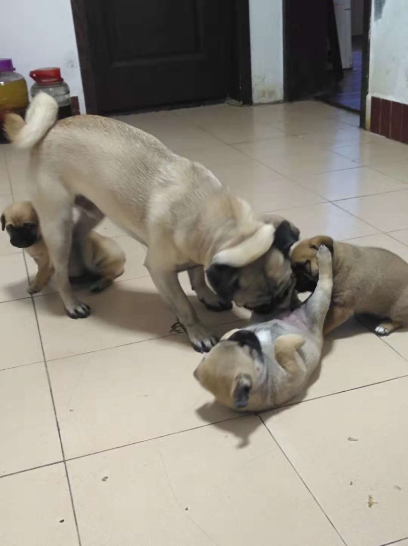 狗