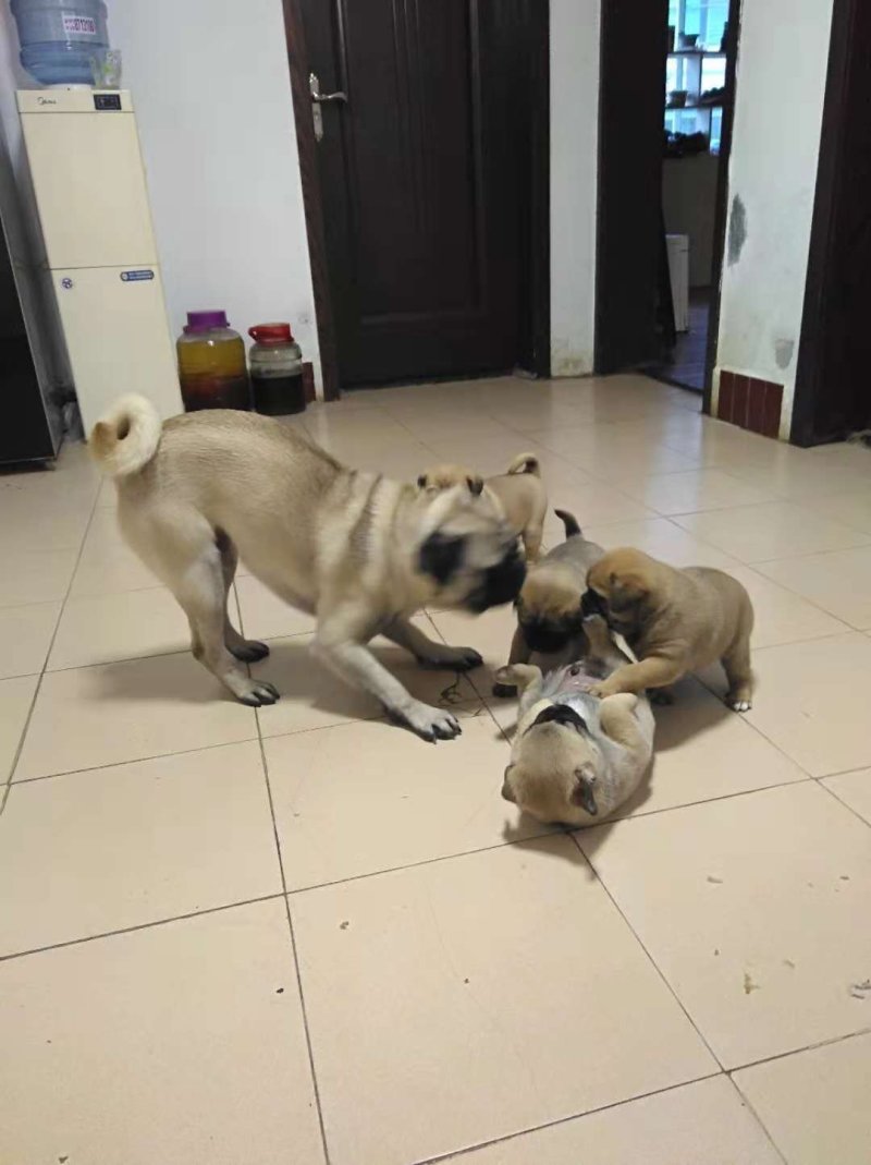 狗