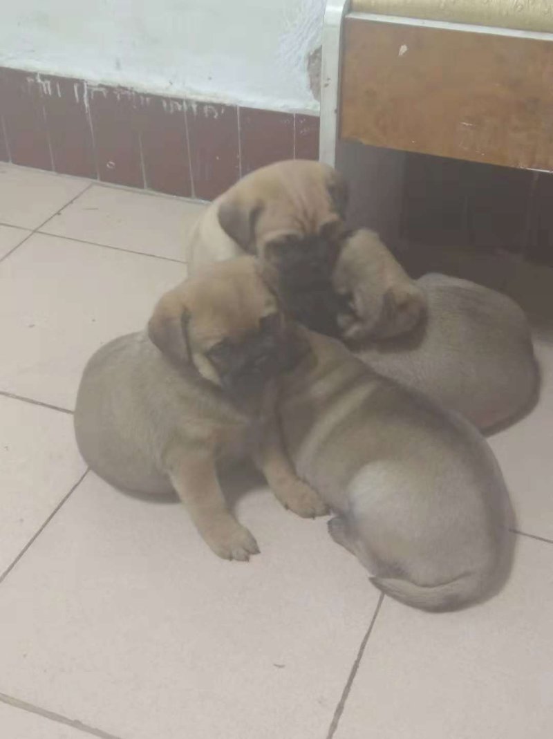 狗