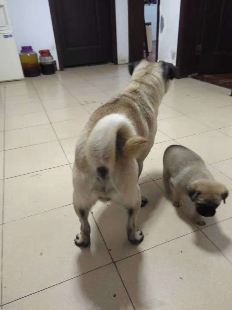 狗