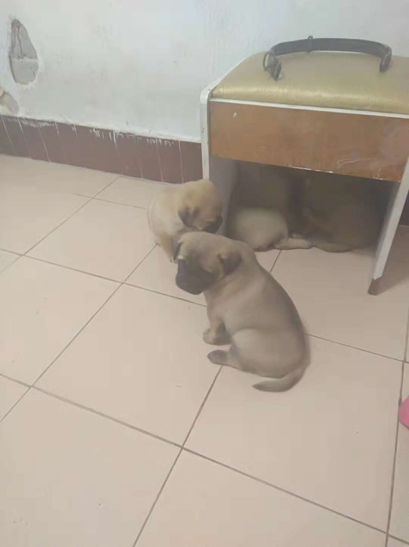 狗