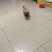 狗