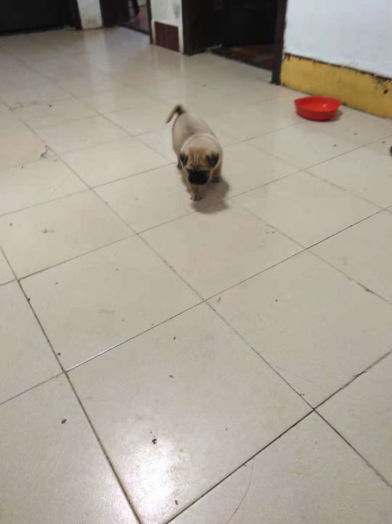 狗
