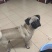 狗