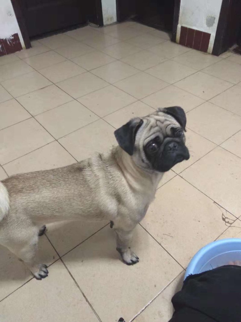 狗
