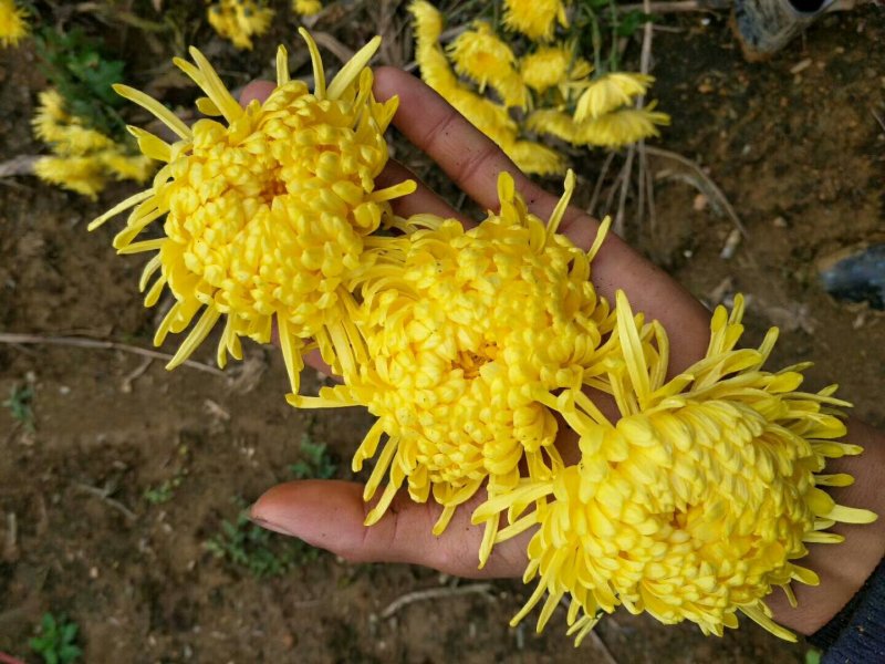 金丝皇菊茶