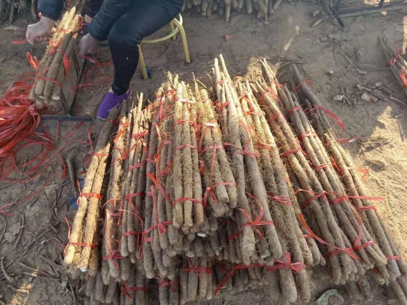 【产地直供】假铁棍山药，一手货源批发品质保证价格美丽