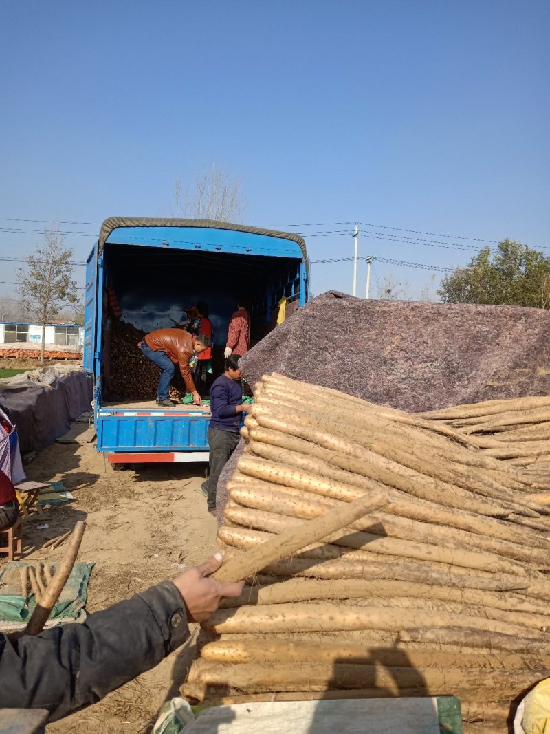山东白玉山药基地，现挖现发，货源足质量高，供货全国市场