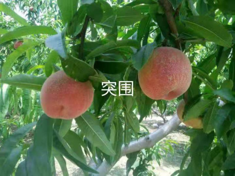 各种桃树苗，梨树苗，占地用树苗