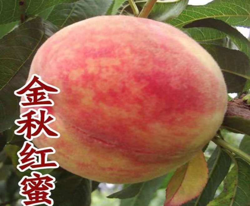 各种桃树苗，梨树苗，占地用树苗
