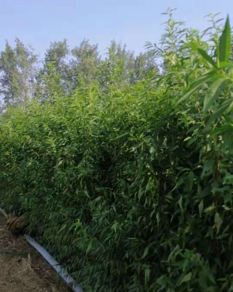 各种桃树苗，梨树苗，占地用树苗