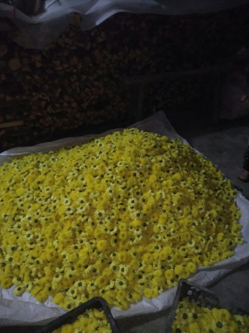 供应卢氏县汤河乡，高山皇菊，