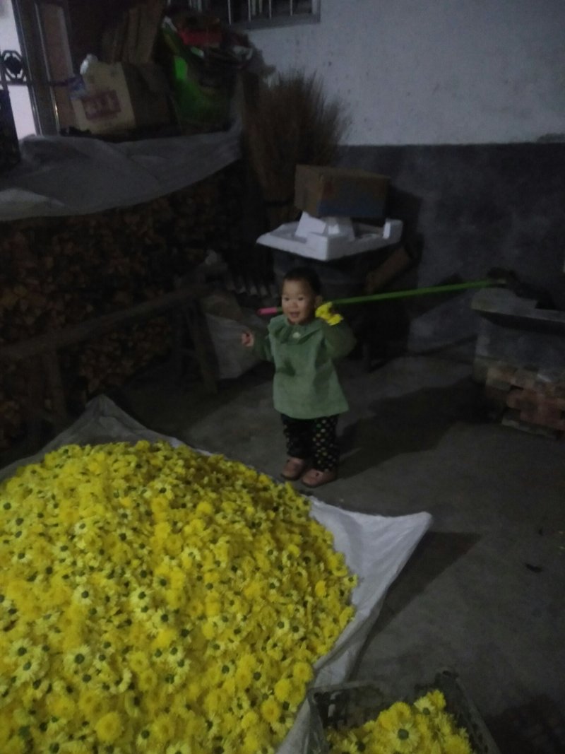 供应卢氏县汤河乡，高山皇菊，