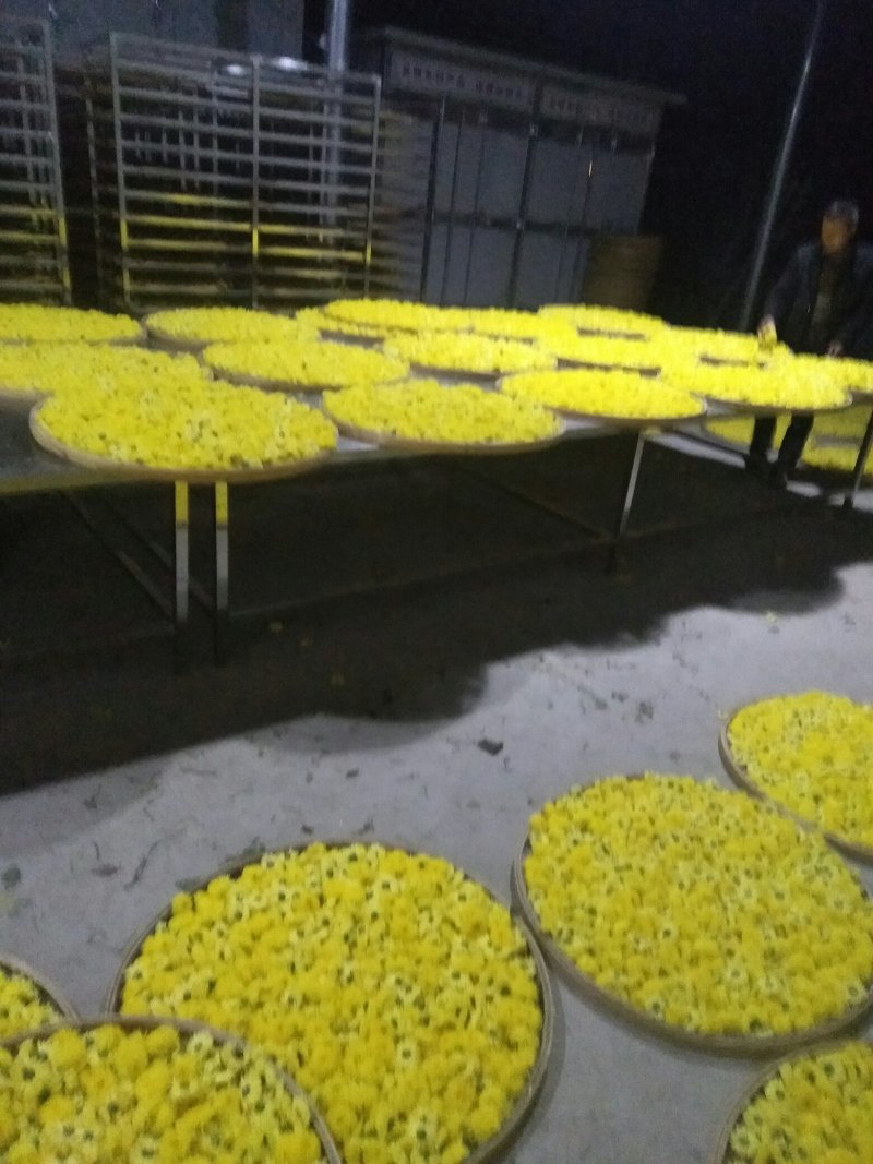 供应卢氏县汤河乡，高山皇菊，