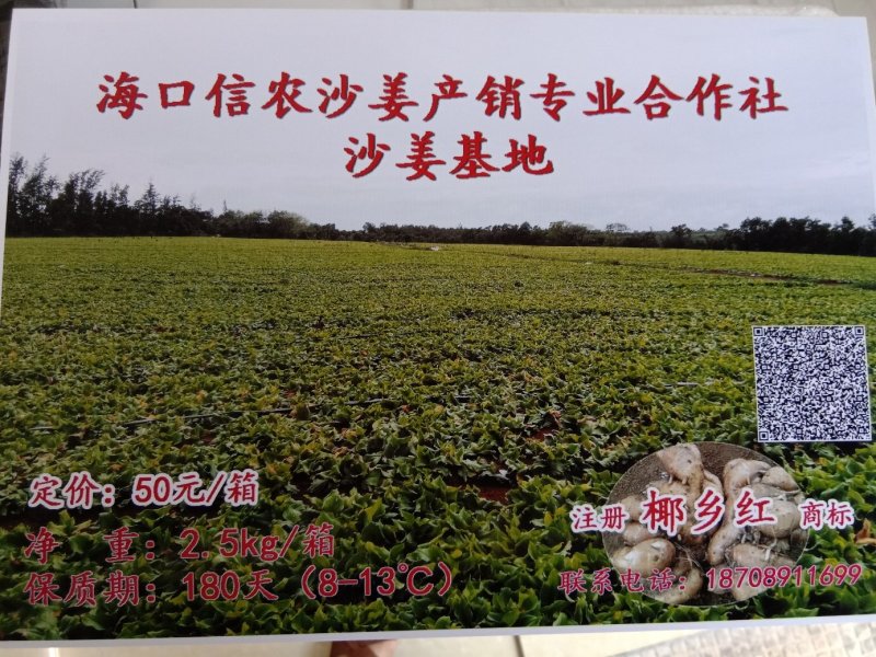 海南沙姜开始上市。