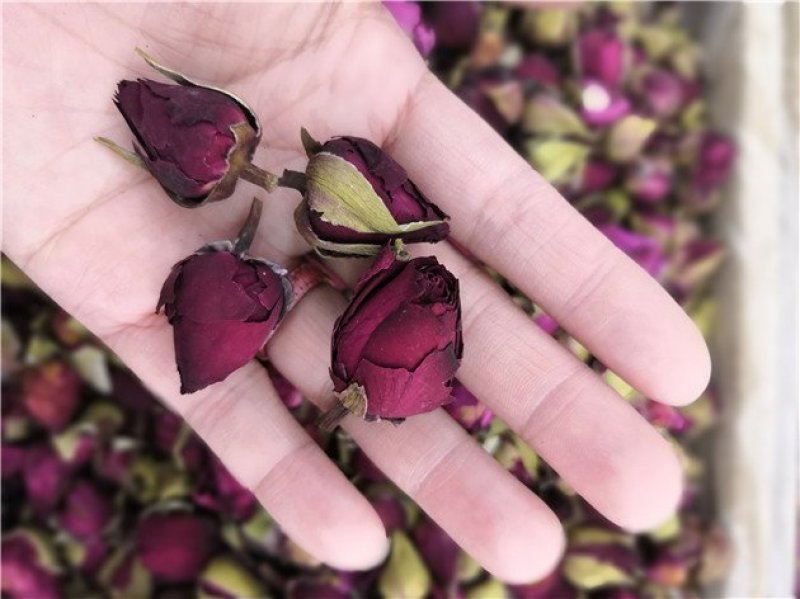 月季花茶云南干货种植