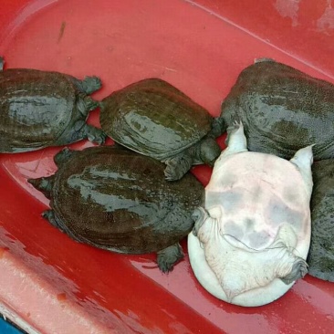 生态甲鱼