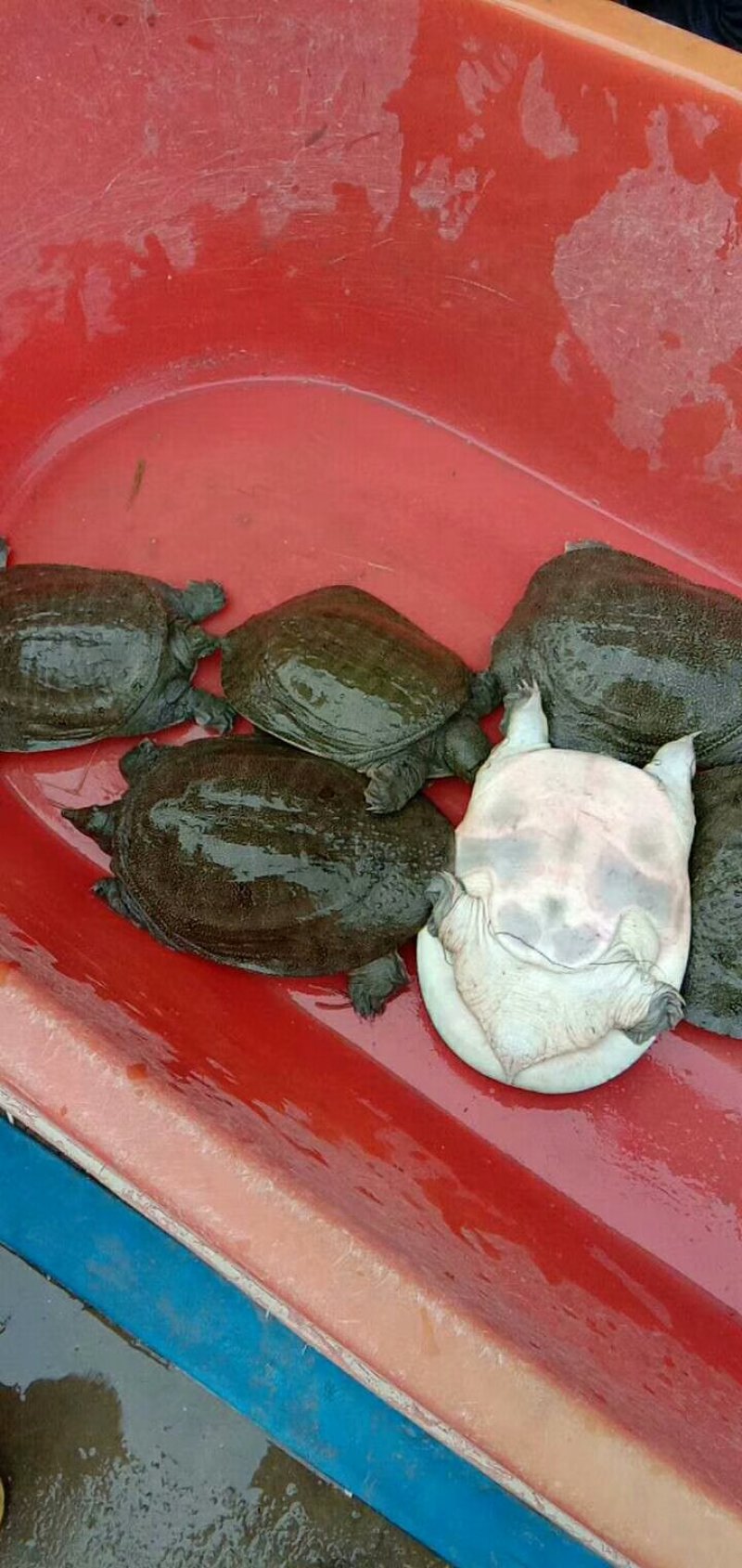 生态甲鱼