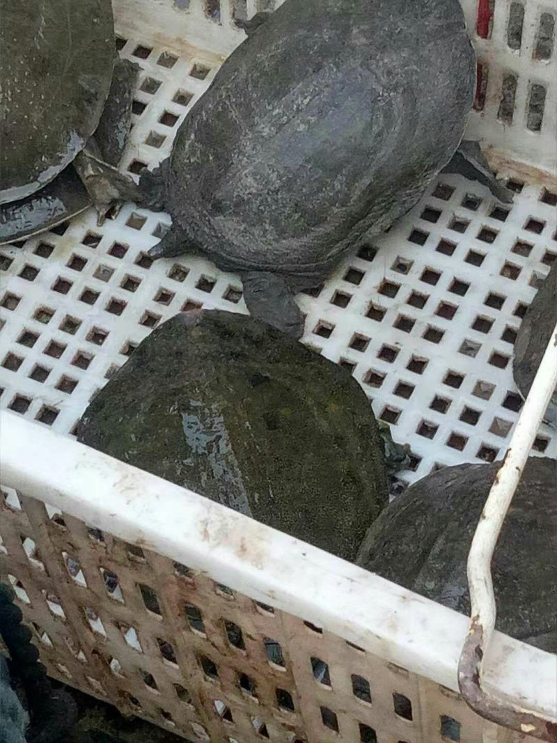 生态甲鱼