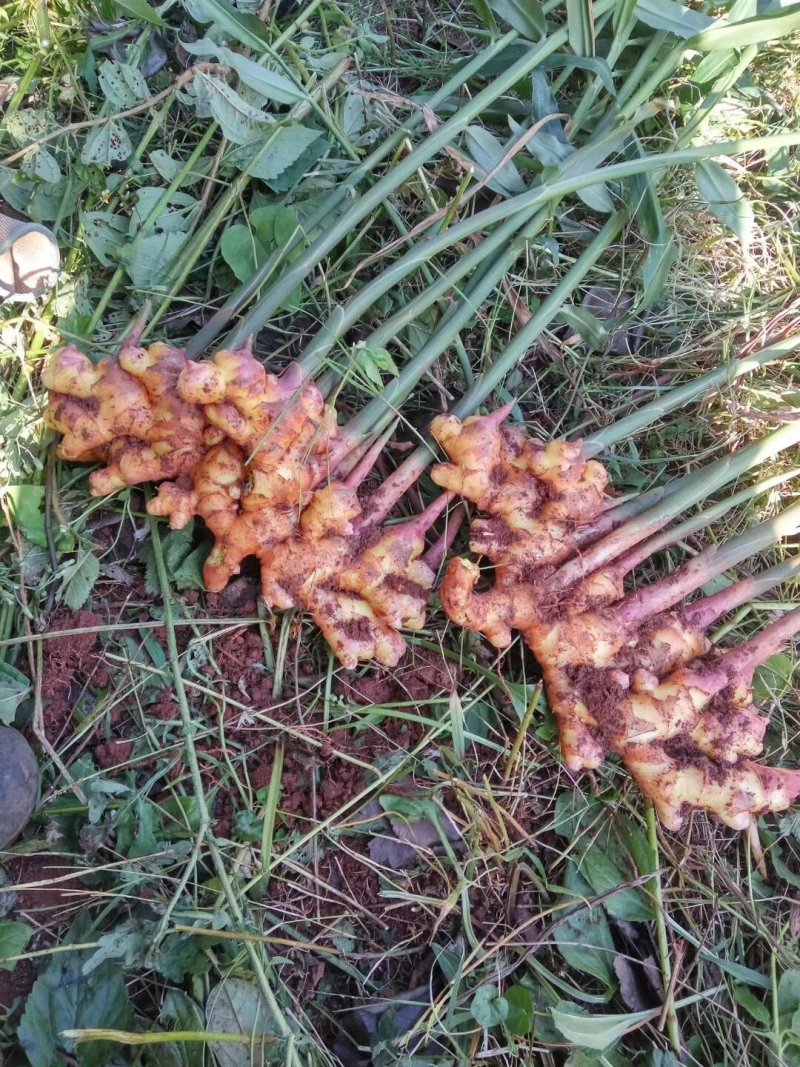 量大从优