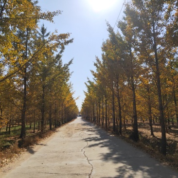 银杏树，国槐，美国红枫，海棠