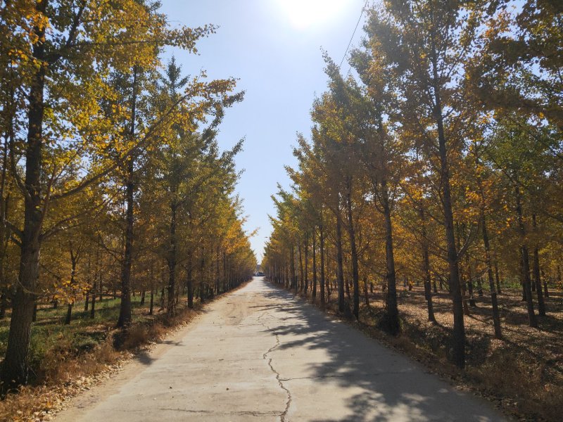 银杏树，国槐，美国红枫，海棠