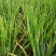 分葱大量上市大葱脱水加工厂做原材料的请联系诚信代办