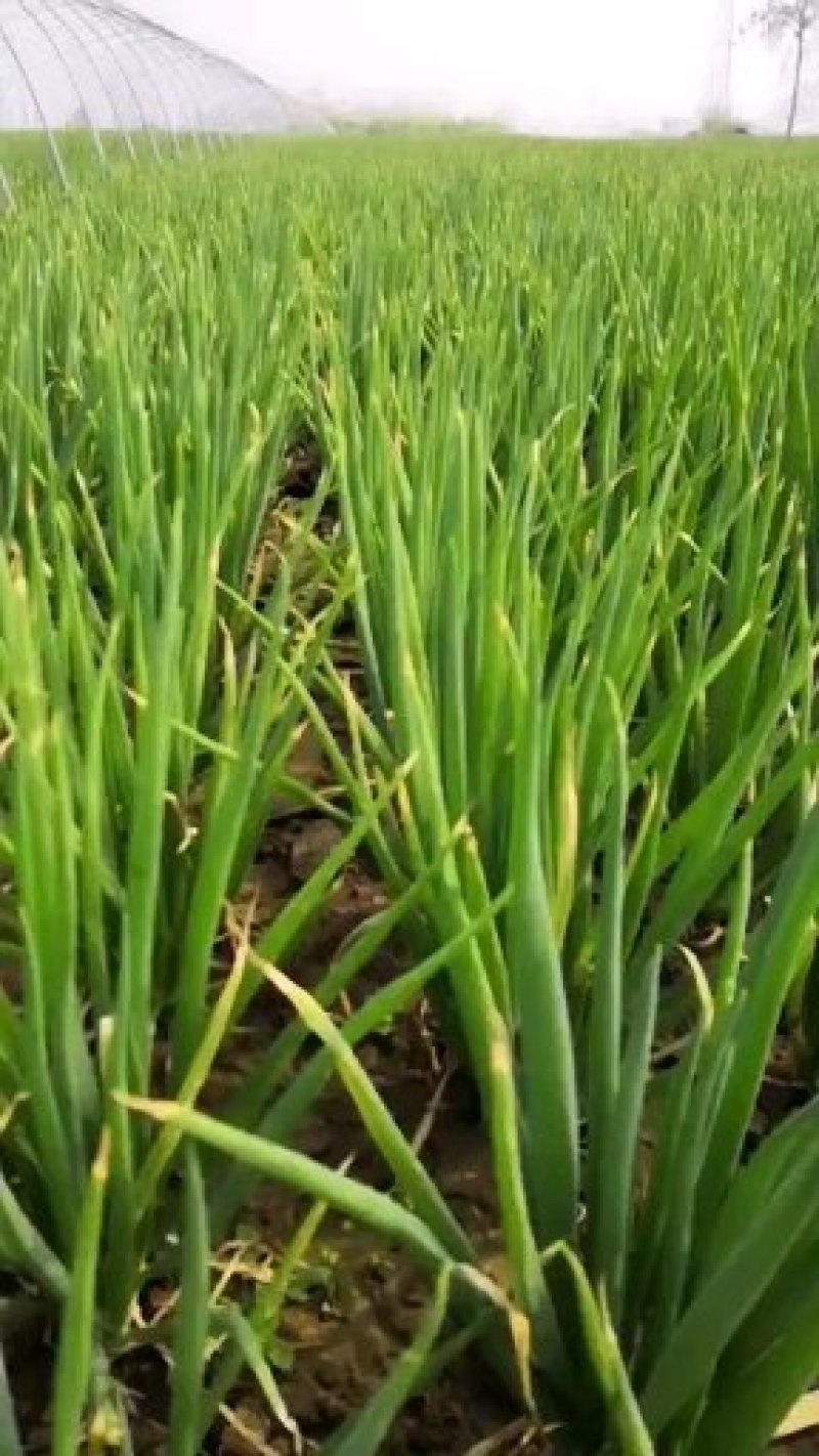 分葱大量上市大葱脱水加工厂做原材料的请联系诚信代办