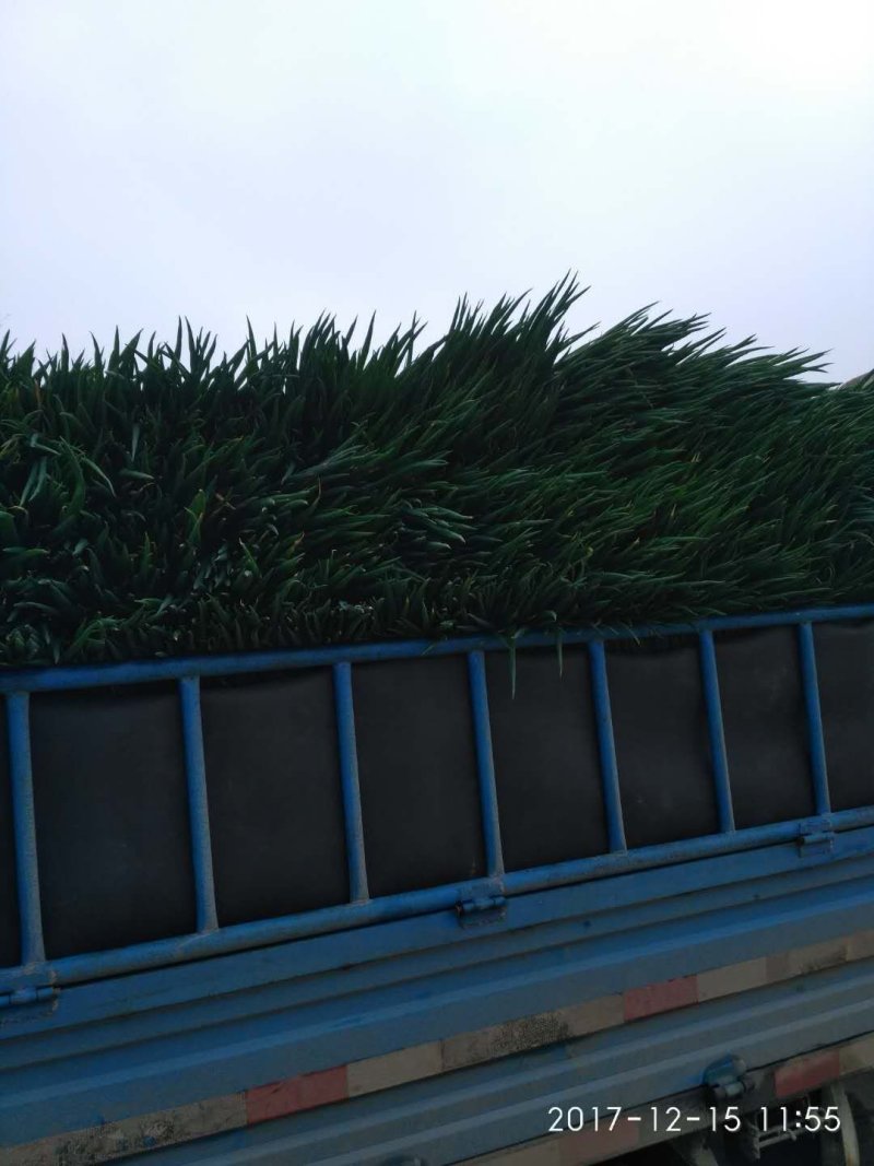 分葱大量上市大葱脱水加工厂做原材料的请联系诚信代办