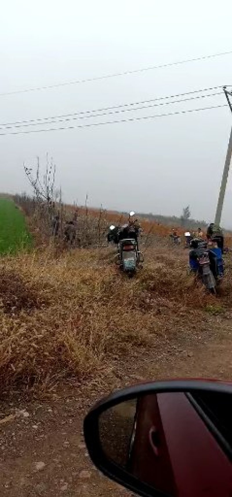 供应清香、辽核、香玲核桃树