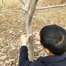 供应清香、辽核、香玲核桃树