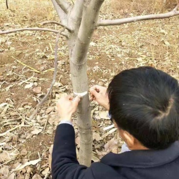 供应清香、辽核、香玲核桃树