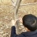 供应清香、辽核、香玲核桃树