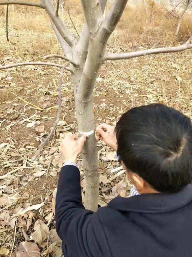 供应清香、辽核、香玲核桃树