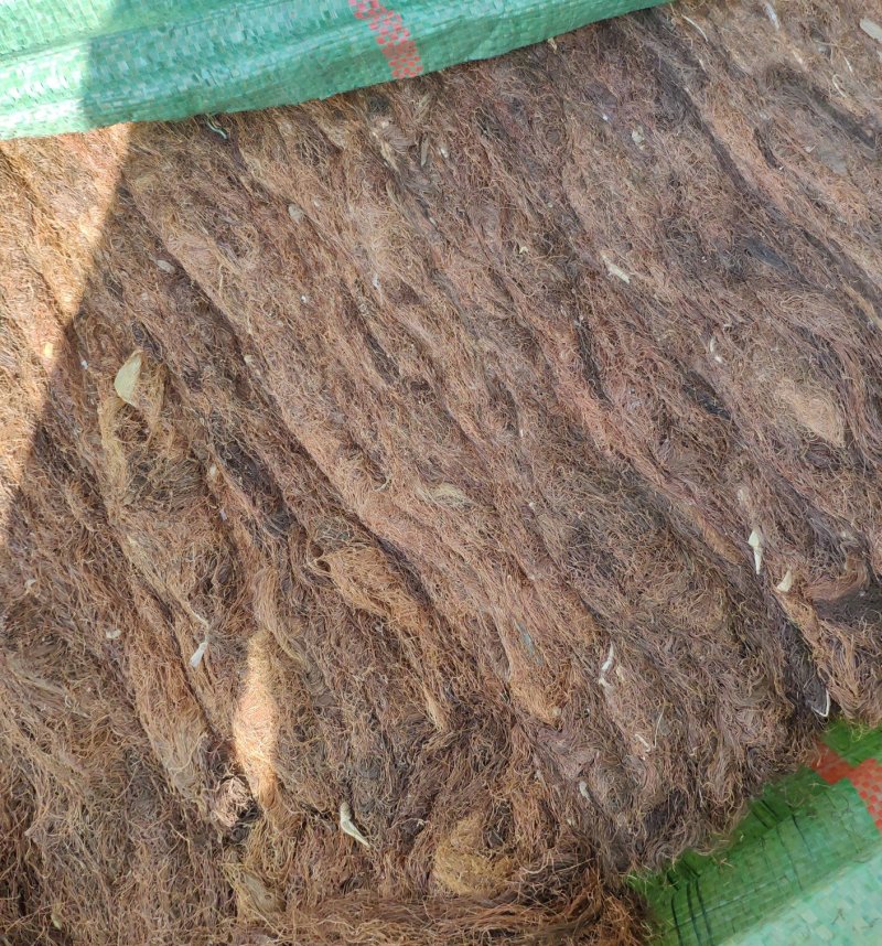 玉米须