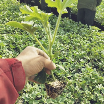 西瓜苗8424西瓜苗果蔬苗批发量大优惠技术指导