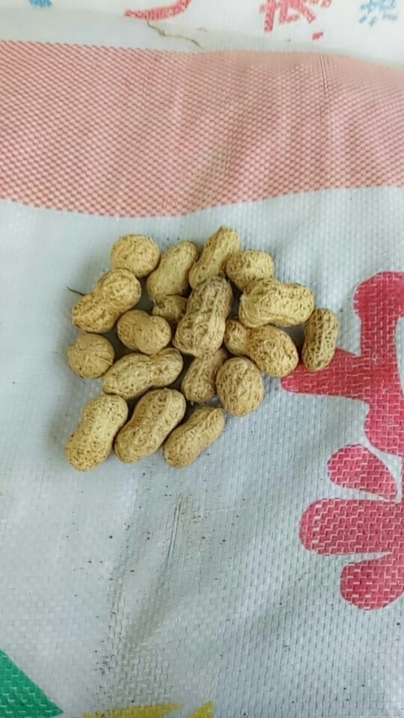 上海通货花生果物美价廉