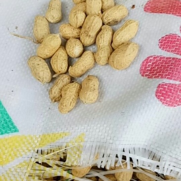 上海通货花生果物美价廉
