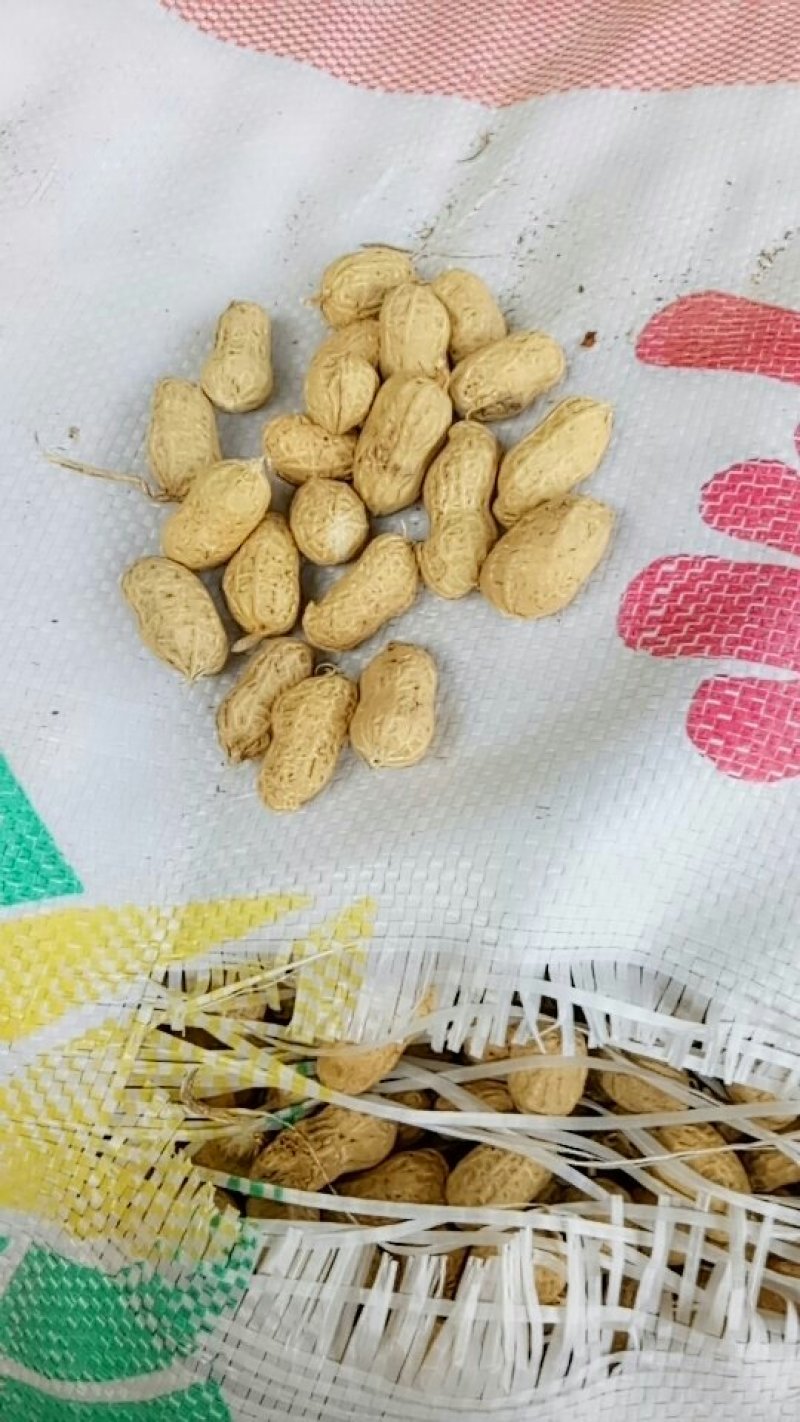 上海通货花生果物美价廉