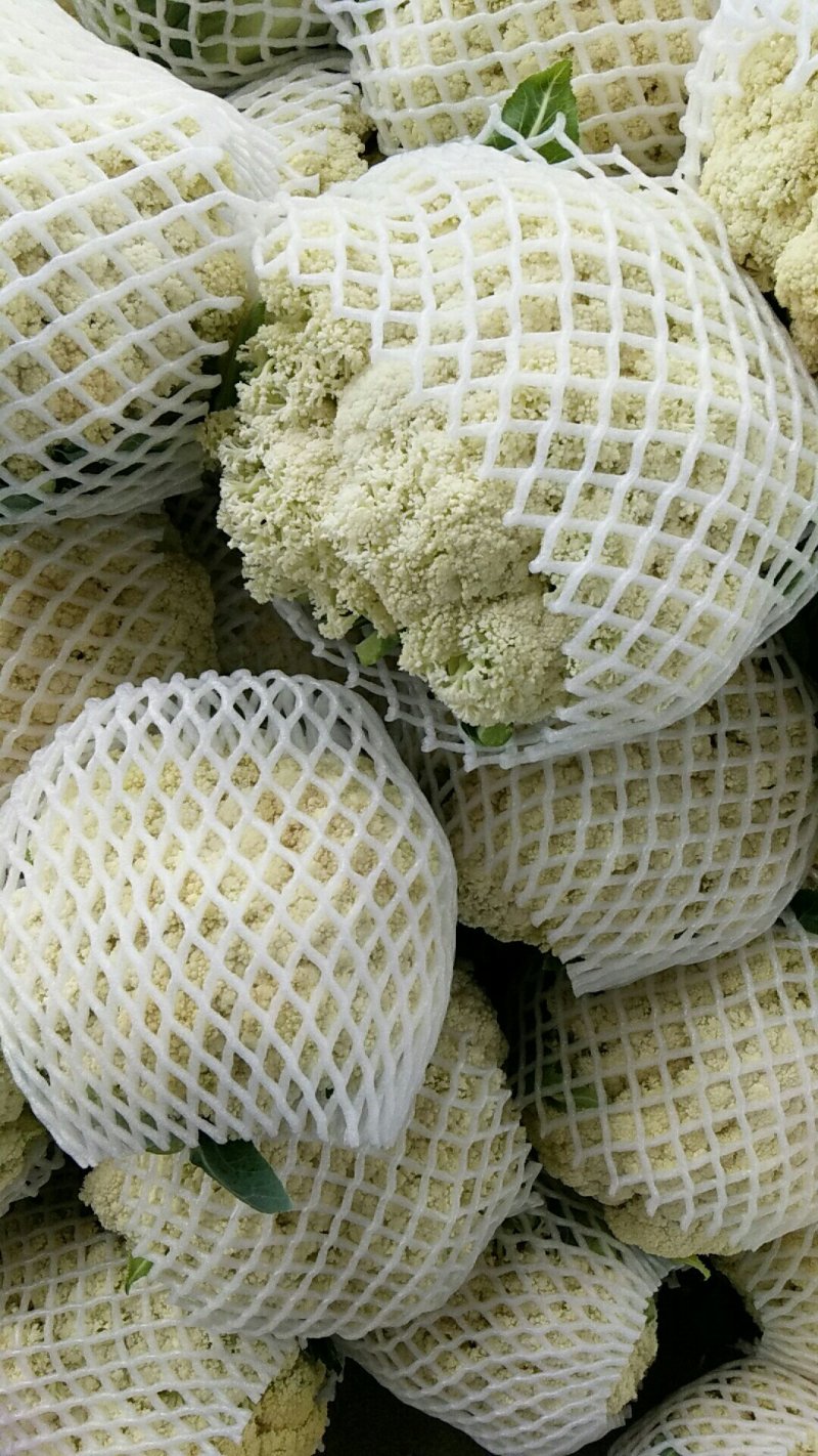 福建青梗有机花，手头上货源充足，以诚信为主，专业代办。