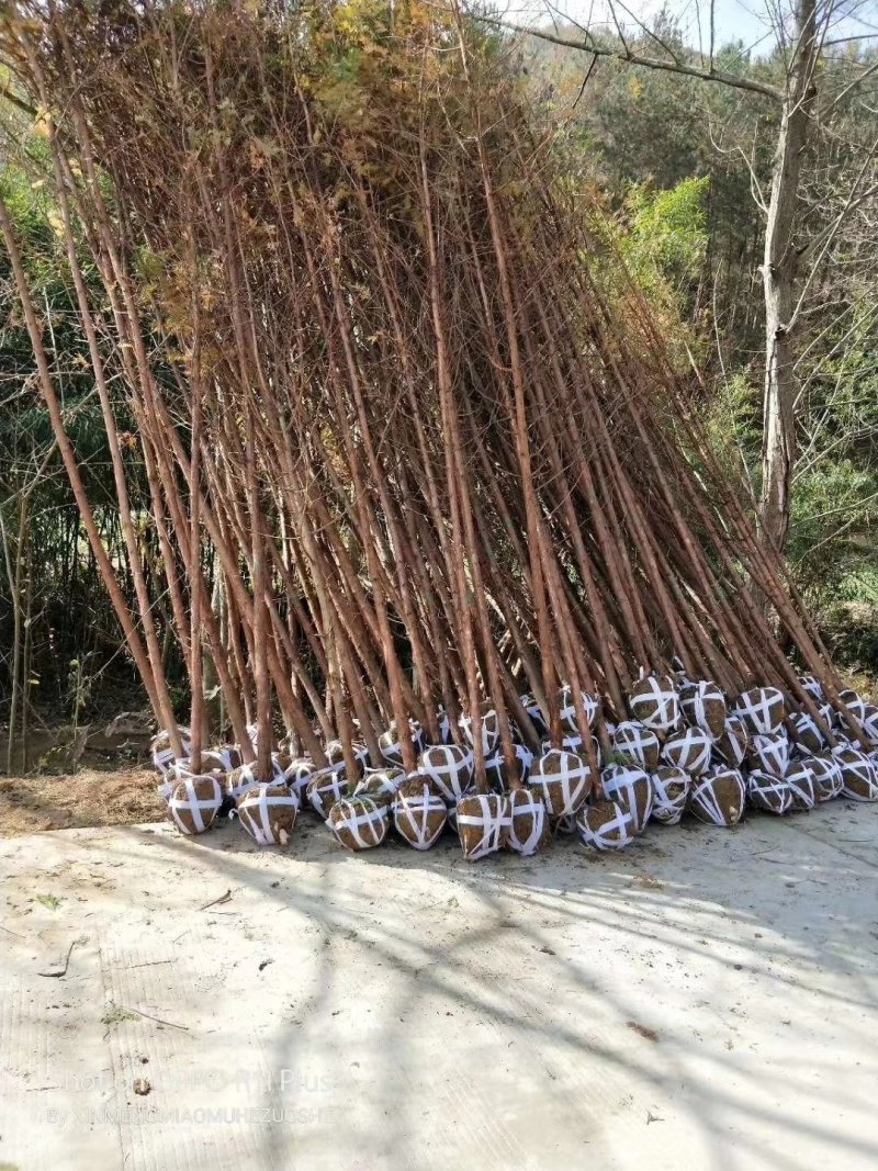 水杉树