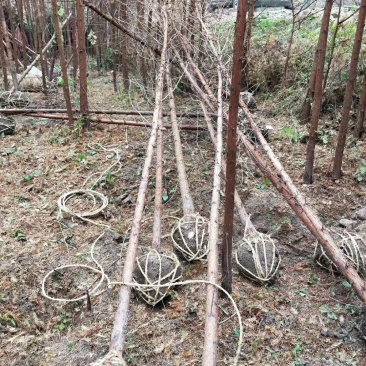水杉树