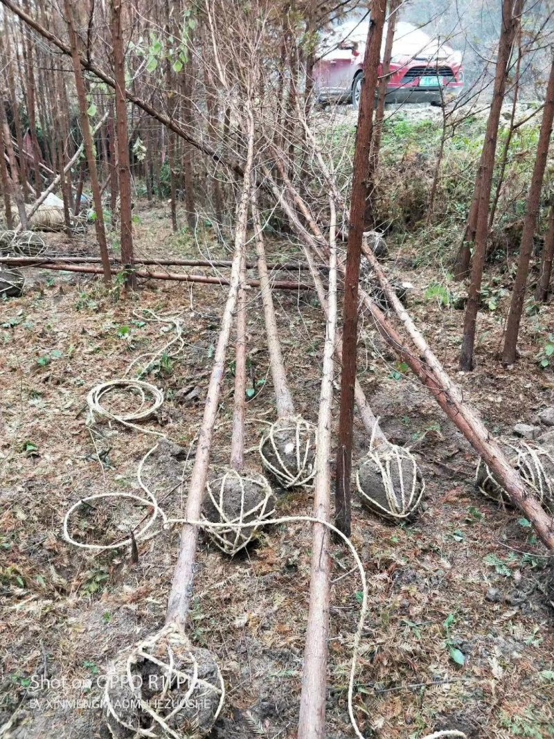 水杉树