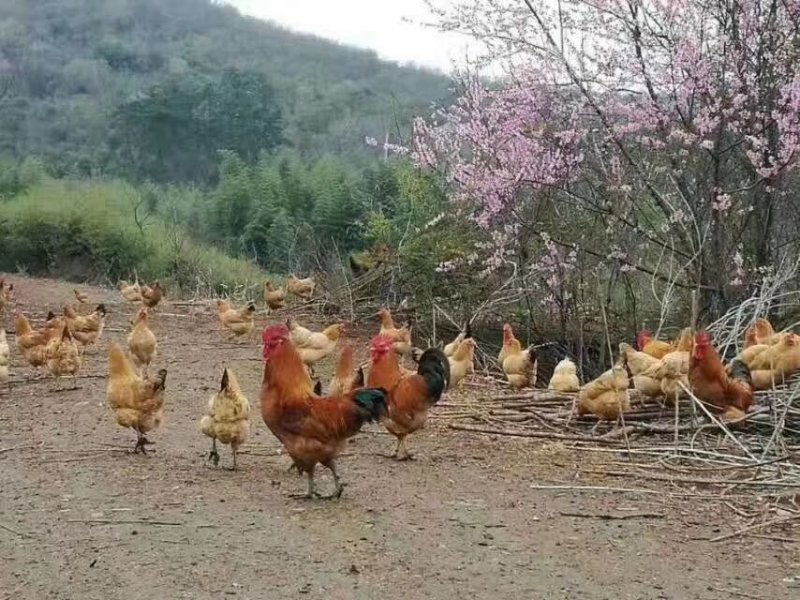 优质土鸡苗