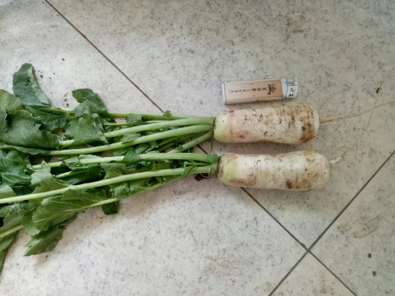 小伙萝卜，青年萝卜，