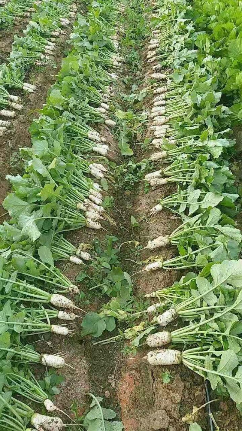 小伙萝卜，青年萝卜，